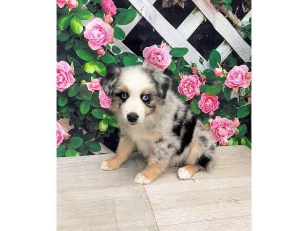 Miniature Australian Shepherd-Dog-Female-Blue Merle White / Tan-9394-Petland Athens, OH