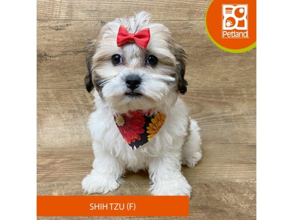 Shih Tzu Dog Female Brown / White 9340 Petland Athens, OH