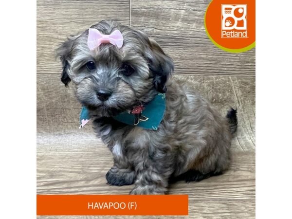 Havapoo-Dog-Female-Brown-9353-Petland Athens, OH