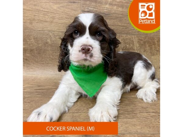 Cocker Spaniel Dog Male Chocolate / White 9355 Petland Athens, OH