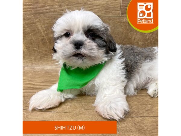 Shih Tzu Dog Male Brown / White 9357 Petland Athens, OH