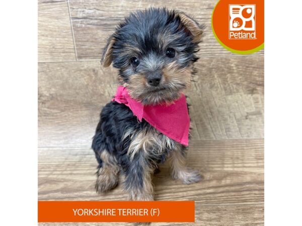 Yorkshire Terrier Dog Female Black / Tan 9363 Petland Athens, OH