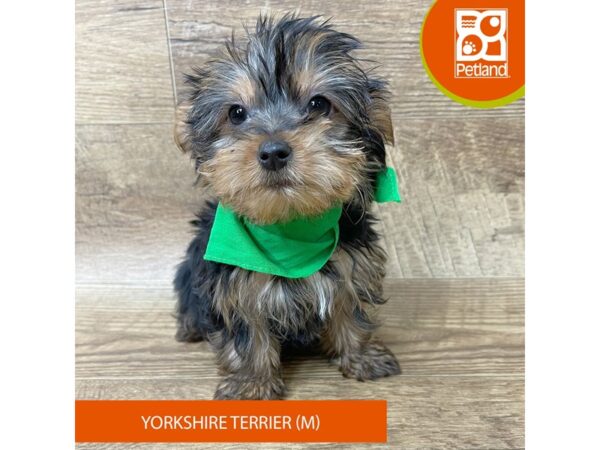 Yorkshire Terrier Dog Male Black / Tan 9364 Petland Athens, OH