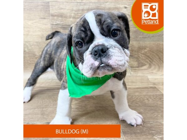 Bulldog Dog Male Brindle / White 9365 Petland Athens, OH