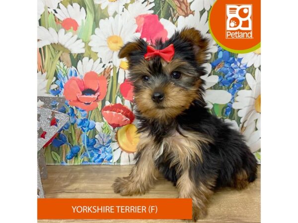 Yorkshire Terrier-Dog-Female-Black / Tan-9377-Petland Athens, OH