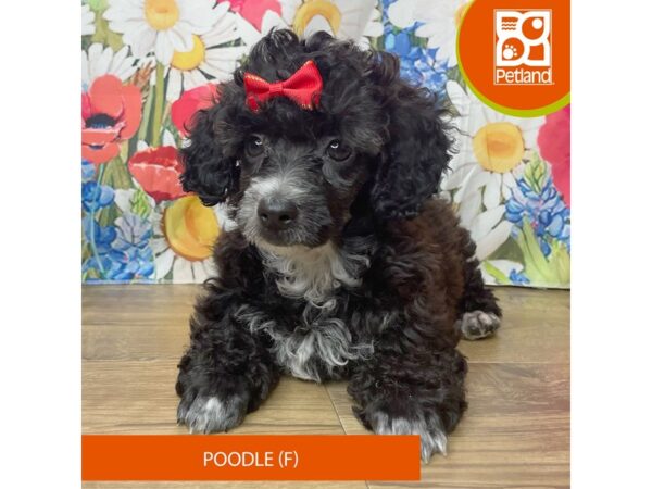 Poodle-Dog-Female-Black-9374-Petland Athens, OH