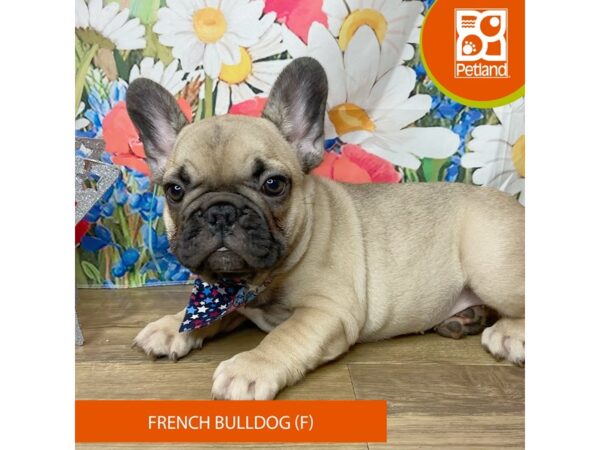 French Bulldog Dog Female Fawn 9373 Petland Athens, OH