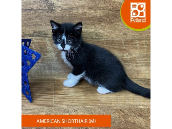 American Shorthair Cat Male Black & white 9384 Petland Athens, OH