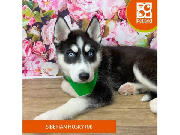 Siberian Husky Dog Male Black / White 9390 Petland Athens, OH