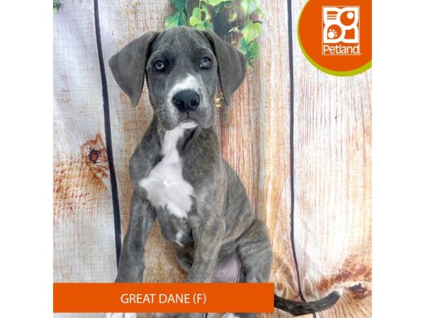 Great Dane-Dog-Female-Blue-9429-Petland Athens, OH