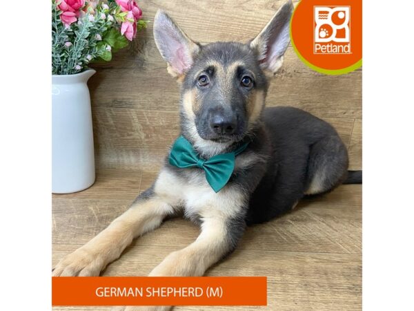 German Shepherd Dog Dog Male Black / Tan 9413 Petland Athens, OH