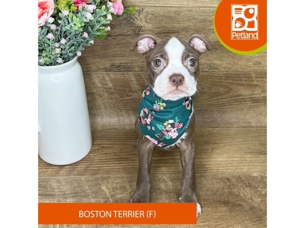 Boston Terrier – 9410