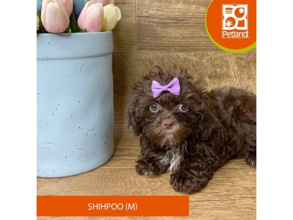 Shihpoo Dog Female 9427 Petland Athens, OH