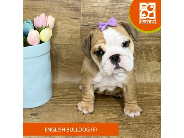 English Bulldog Dog Female Fawn / White 9421 Petland Athens, OH