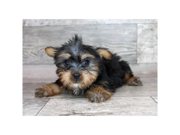 Silky Terrier Dog Female Black / Tan 9437 Petland Athens, OH