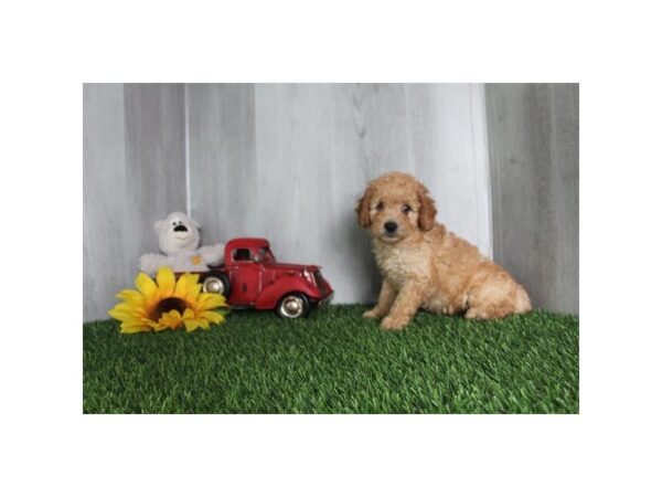 Goldendoodle Mini 2nd Gen-Dog-Female-Red-9449-Petland Athens, OH