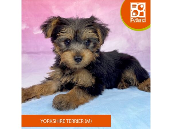 Yorkshire Terrier Dog Male Black / Tan 9455 Petland Athens, OH