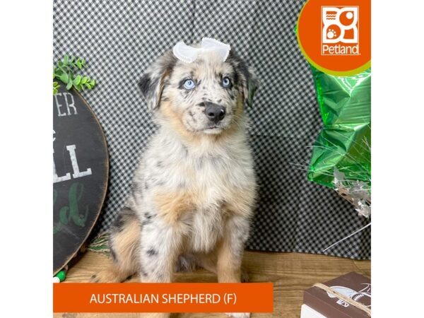 Australian Shepherd-Dog-Female-Blue Merle-9457-Petland Athens, OH