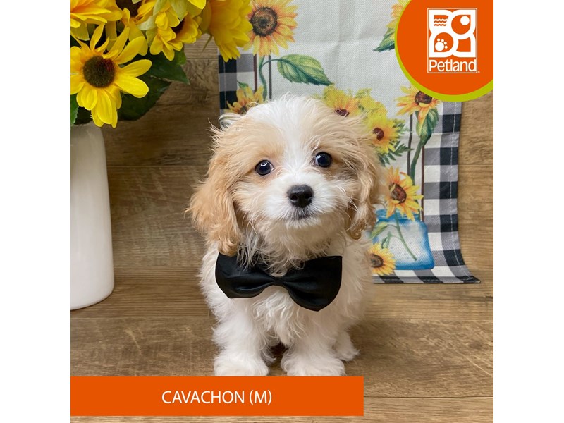 Cavachon - 9431 Image #1