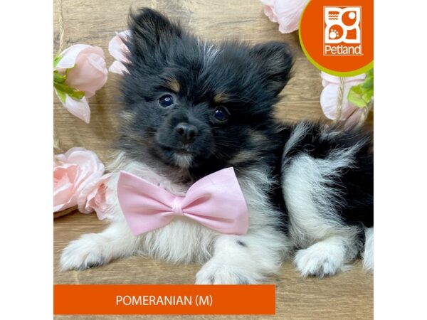 Pomeranian – 9451