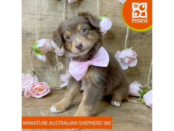 Miniature Australian Shepherd – 9447