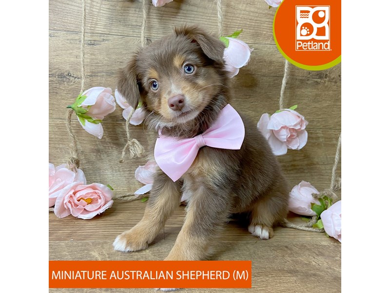Miniature Australian Shepherd - 9447 Image #1
