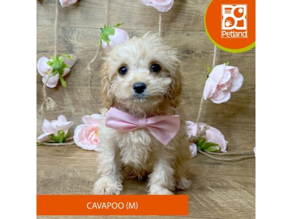 Cavapoo – 9445