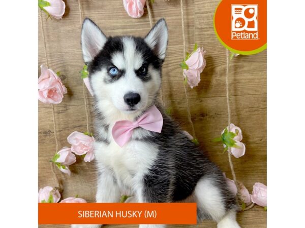 Siberian Husky – 9444