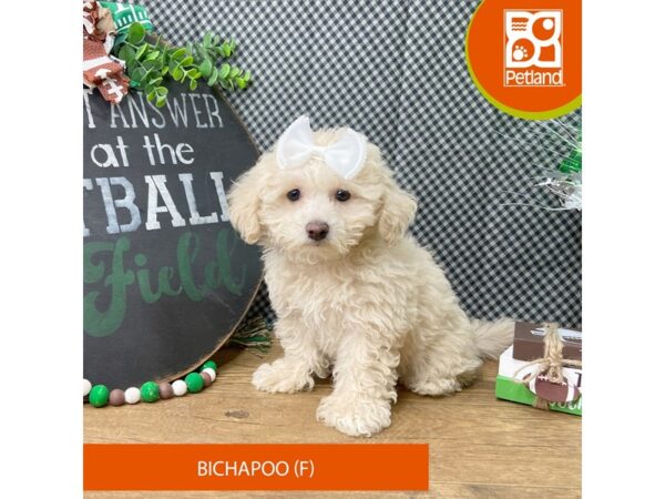 Bichapoo – 9462