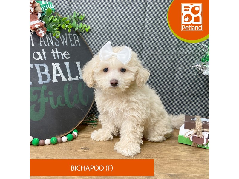 Bichapoo - 9462 Image #1
