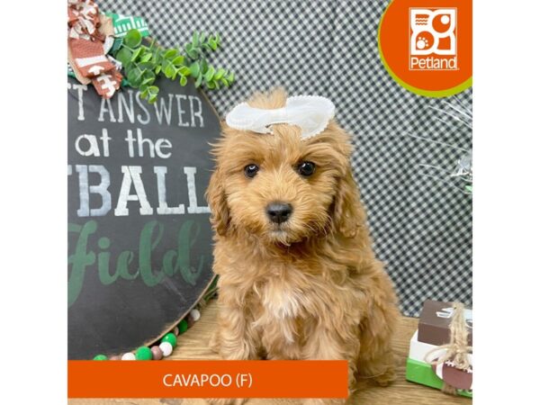 Cavapoo – 9461