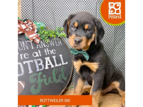 Rottweiler – 9460