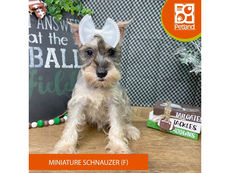 Miniature Schnauzer - 9459 Image #1