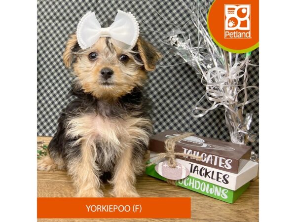 Yorkiepoo-Dog-Female-Black / Tan-9456-Petland Athens, OH