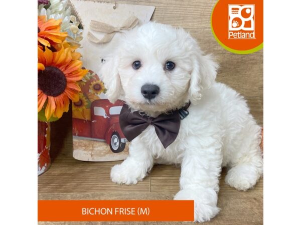 Bichon Frise – 9463