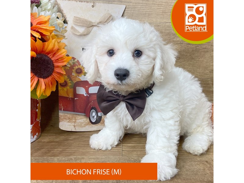 Bichon Frise - 9463 Image #1