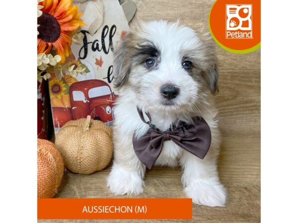 Aussiechon – 9473