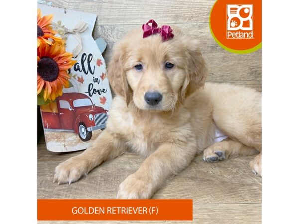 Golden Retriever – 9468