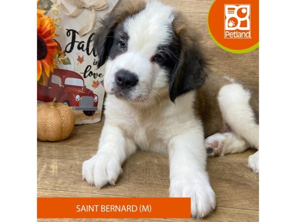 Saint Bernard-Dog-Male-Sable / White-9474-Petland Athens, OH