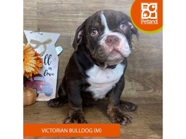 Victorian Bulldog – 9472