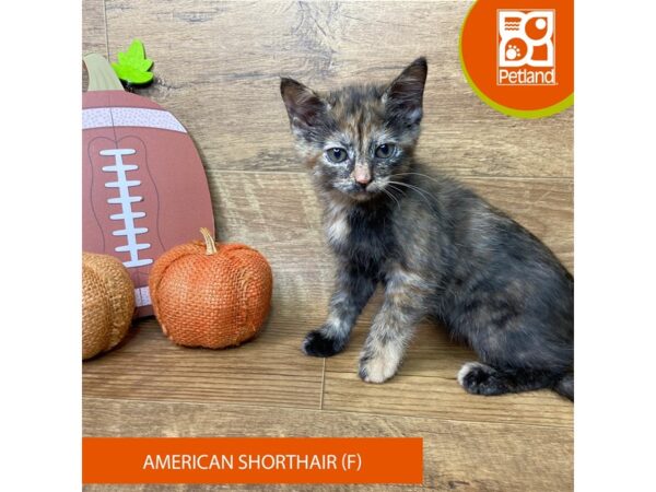 American Shorthair-Cat-Female-Turtoise Shell-9483-Petland Athens, OH