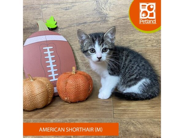 American Shorthair Cat Male Tabby 9482 Petland Athens, OH