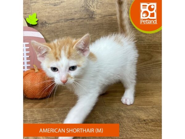 American Shorthair Cat Male White w/ Orange 9479 Petland Athens, OH