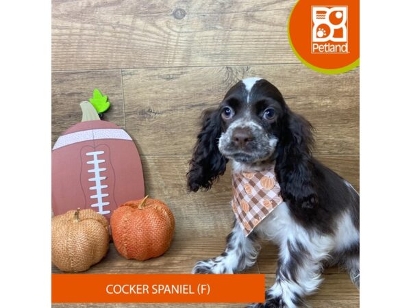Cocker Spaniel – 9475