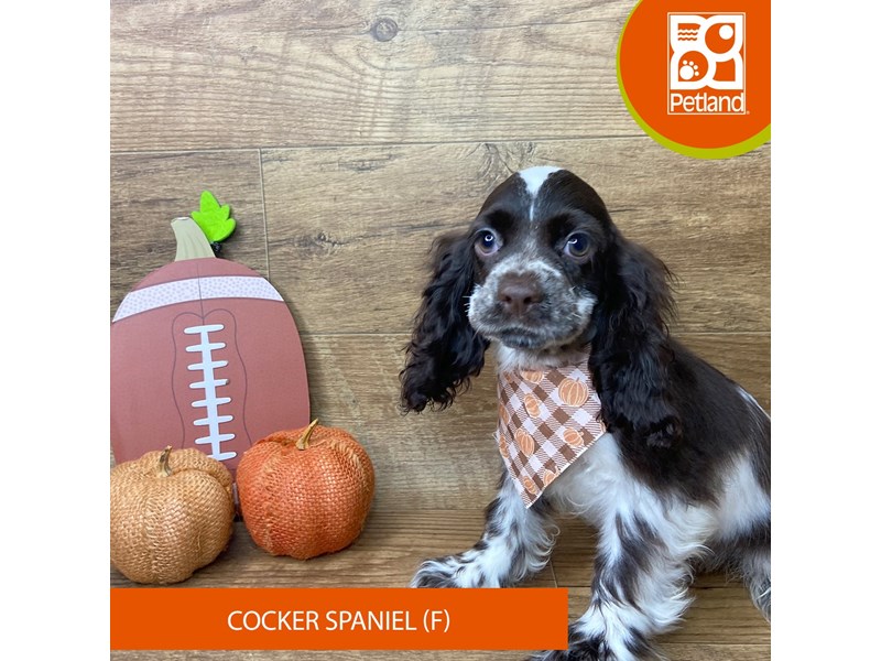 Cocker Spaniel - 9475 Image #1