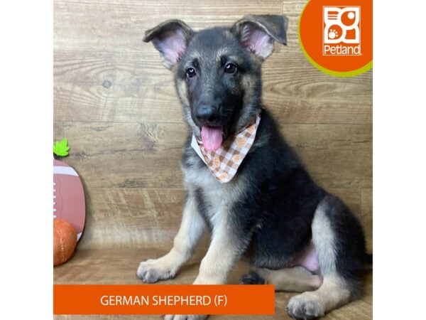 German Shepherd Dog – 9478