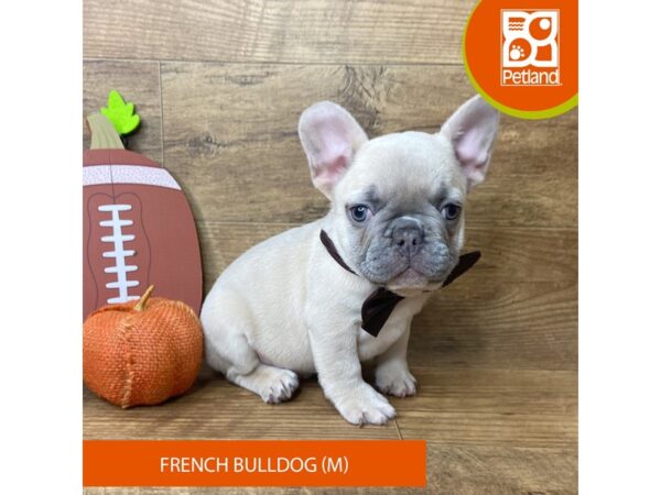 French Bulldog – 9477