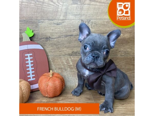 French Bulldog – 9476