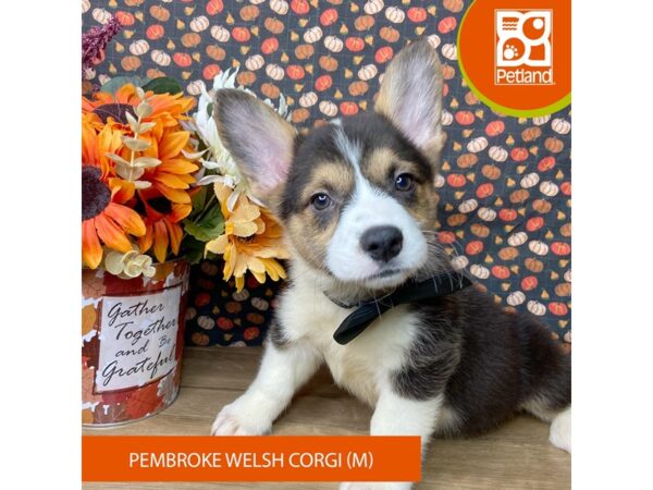 Pembroke Welsh Corgi – 9485
