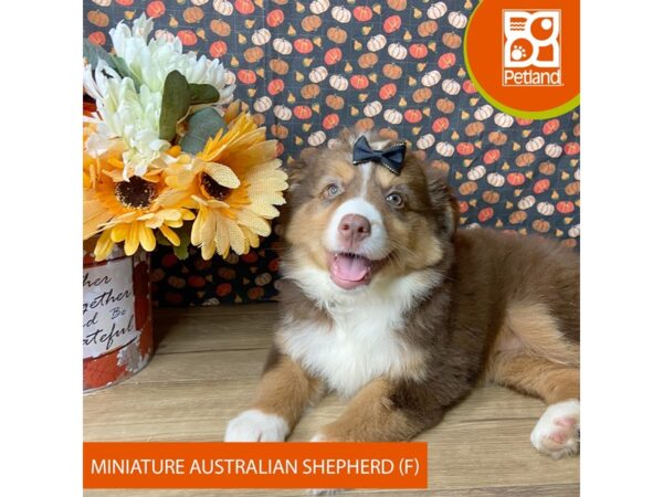 Miniature Australian Shepherd – 9491
